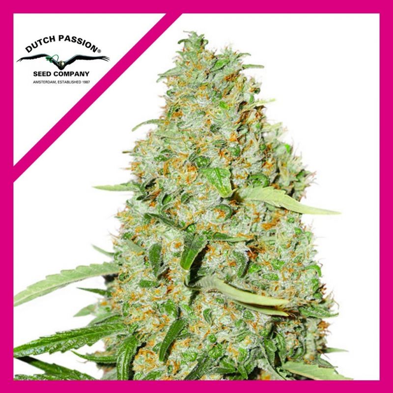 dutch-passion-think-fast-fem-x3 dutch passion think fast fem