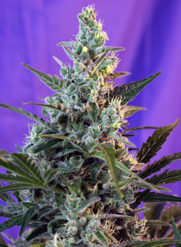 sweet-skunk-auto sweet skunk auto 2