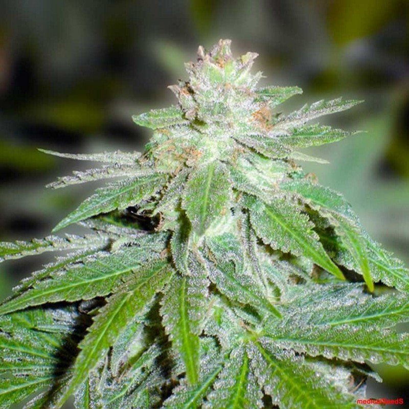 3821-y-griega-cbd-medical-seeds 3821 y griega cbd medical seeds