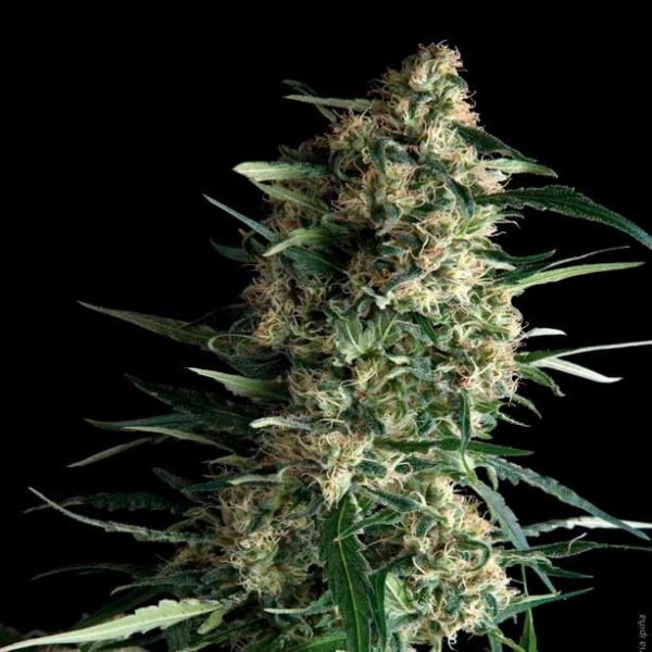 AUTO-KRYPTONITE-600x600 AUTO KRYPTONITE 600x600 1