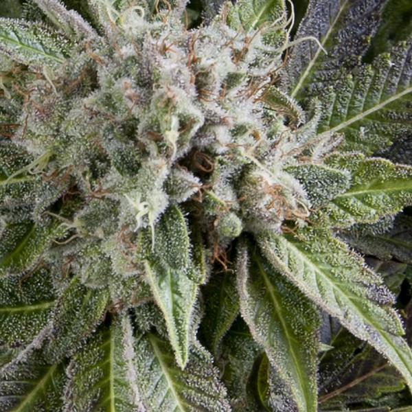 Blue-Pyramid-Autoflowering-600x600 Blue Pyramid Autoflowering 600x600 1