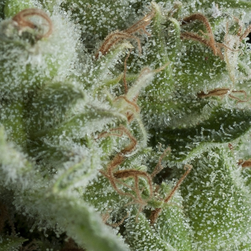 Kryptonite-Autoflowering-800x800 (1) Kryptonite Autoflowering 800x800 1 1