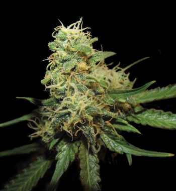 amnesia-gold-auto-pyramid-todosplantan amnesia gold auto pyramid todosplantan