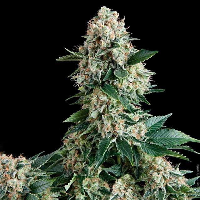 auto-amnesia-gold auto amnesia gold