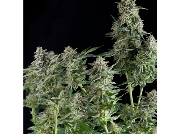 auto-northern-lights-1-semilla-pyramid-seeds auto northern lights 1 semilla pyramid seeds