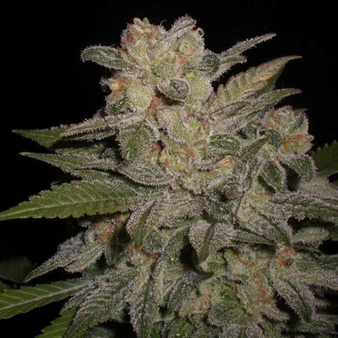 northern-lights-auto-pyramid-grow-shop-todos-plantan-tienda-maipu-cultivo-indoor-venta-semillas-accesorios-abonos-cannabis northern lights auto pyramid grow shop todos plantan tienda maipu cultivo indoor venta semillas accesorios abonos cannabis
