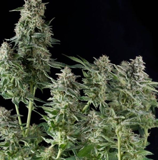 pyramid-seeds-northern-lights-feminizada pyramid seeds northern lights feminizada