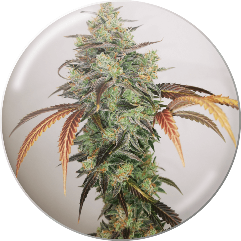 y-griega-cbd-20 y griega cbd 20