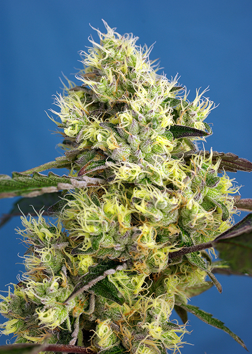 SWEET_GELATO_AUTO_SWS76 SWEET GELATO AUTO SWS76