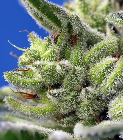 sweet-gelato-autofloreciente sweet gelato autofloreciente 1