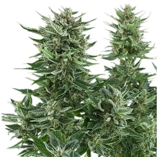 easy-bud (1) easy bud 1