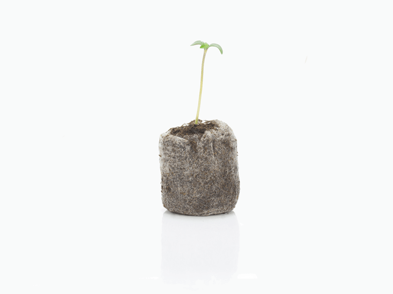 Manual-de-germinacion-en-jiffy-7 Manual de germinacion en jiffy 7