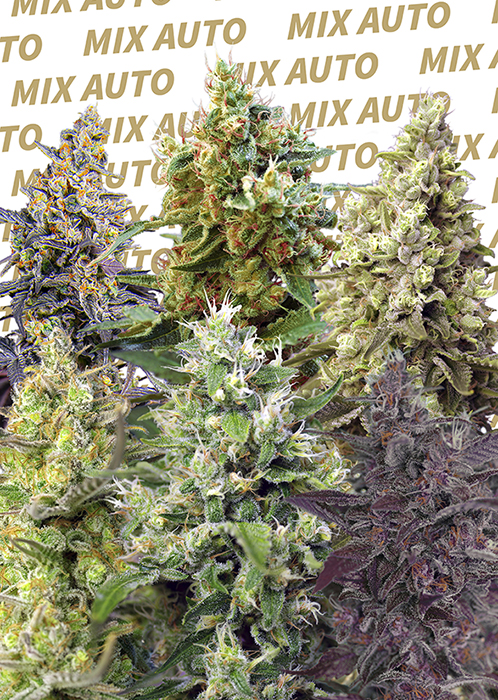 SWEETMIX_AUTO SWEETMIX AUTO