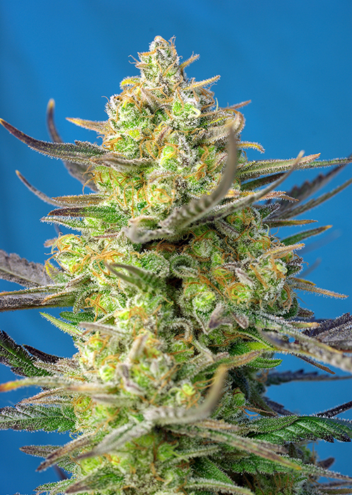 SWEET_CHEESE_XL_AUTO_SWS77 SWEET CHEESE XL AUTO SWS77