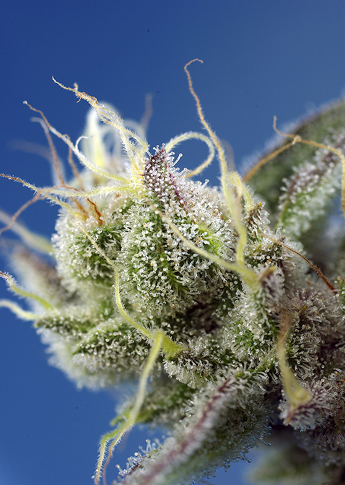 SWEET_CHEESE_XL_AUTO_SWS77_01 SWEET CHEESE XL AUTO SWS77 01