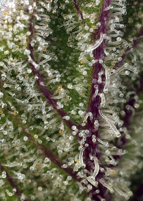 SWEET_CHEESE_XL_AUTO_SWS77_02 SWEET CHEESE XL AUTO SWS77 02