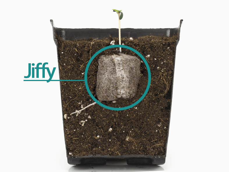 como-germinar-con-jiffy como germinar con jiffy
