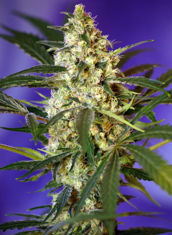 fast-bud-auto fast bud auto