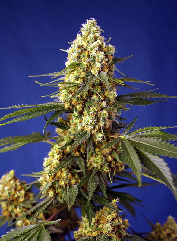 strawberry-banana-gelato-xl-auto strawberry banana gelato xl auto 3