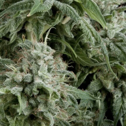 auto-northern-lights-cbd auto northern lights cbd