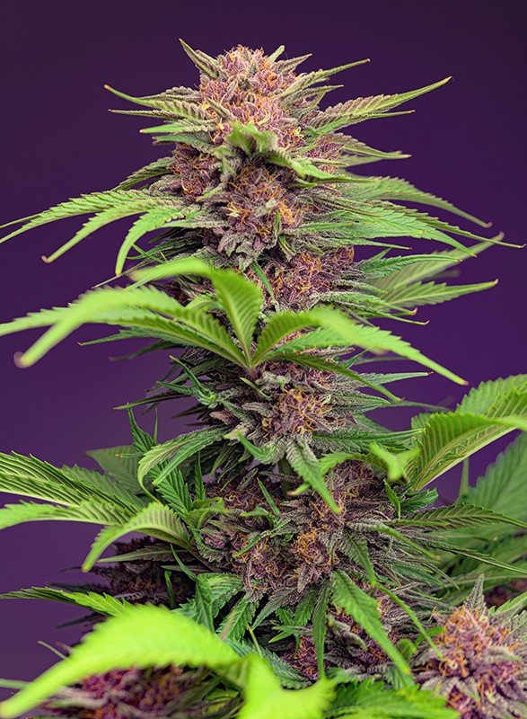 red-mimosa-xl-auto (1) red mimosa xl auto 1