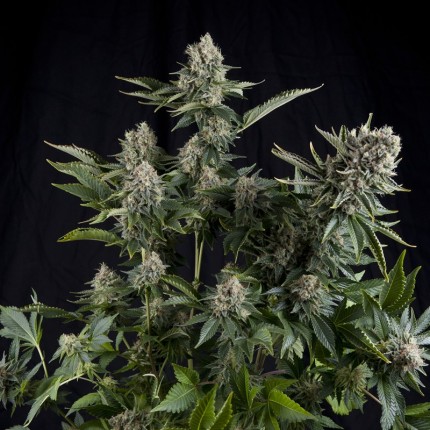 white-widow-cbd white widow cbd
