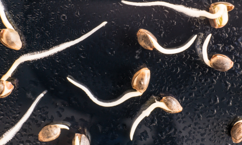 Blog 3 Como germinar semillas de cannabis