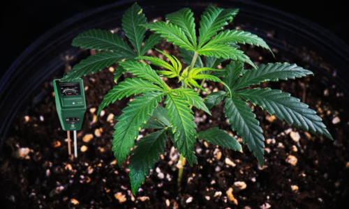 Blog 5 EL PH EN EL CULTIVO DE MARIHUANA