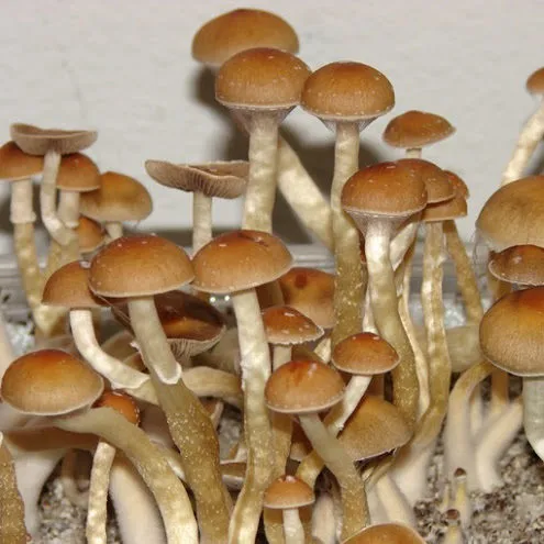 Cubensis-Mexico-Dutch-King-e1586373070891 Cubensis Mexico Dutch King e1586373070891