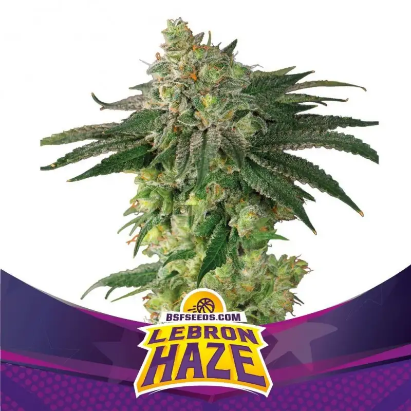 lebron-haze lebron haze