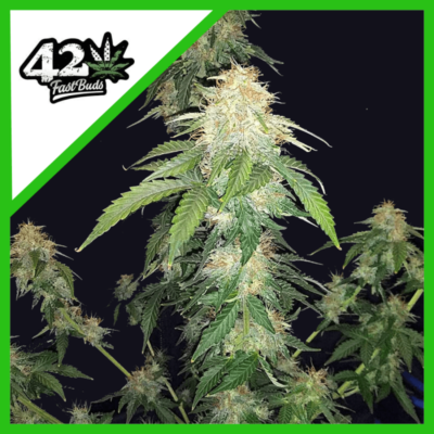Inicio 29 fast buds original russian auto x3