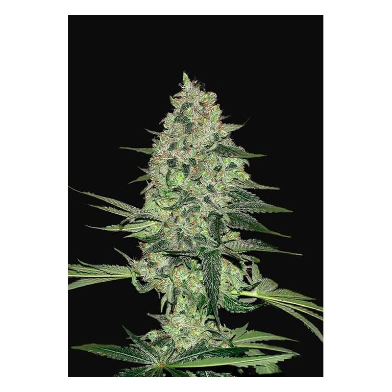 fast-buds-rhino-ryder-auto-x3 fast buds rhino ryder auto