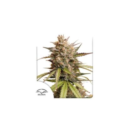 Inicio 35 melonade runtz auto x3 dutch passion