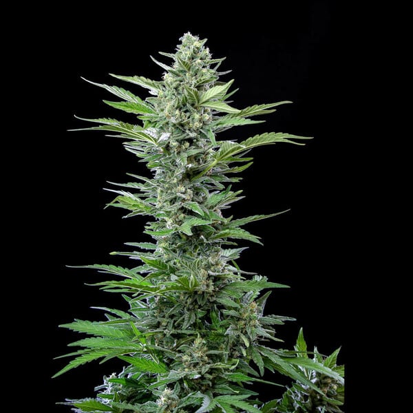 critical-automatic (2) critical automatic 2