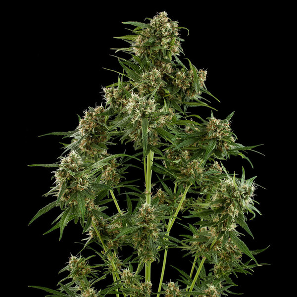 critical-automatic (3) critical automatic 3