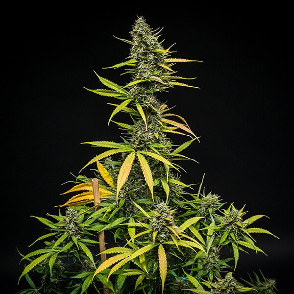 mimosa-automatic mimosa automatic