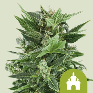 Inicio 27 royal kush automatic